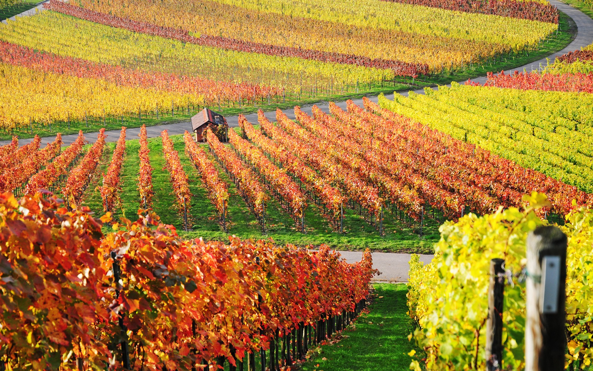 6881732-vineyard-wallpaper